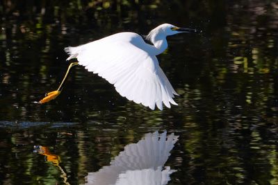 Snowy egret got a fish from fly-fishing