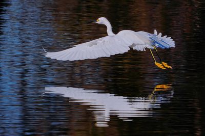 Snowy egret coasting just above the water