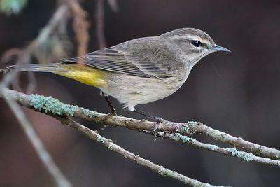 Palm warbler