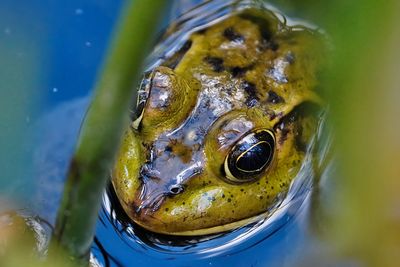 Pig frog