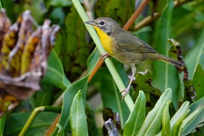 Common yellowthroat