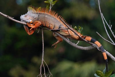 Green iguana