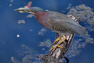 Green heron