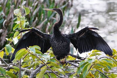 Anhinga drying off