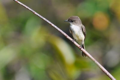 Eastern phoebe