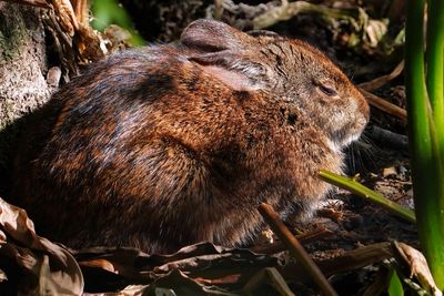 Marsh rabbit