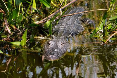 Alligator