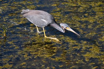Tricolored heron