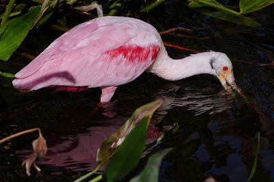 Roseate spoonbill