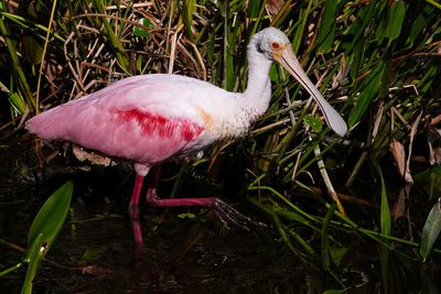 Roseate spoonbill