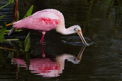 Roseate spoonbill