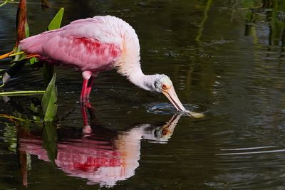 Roseate spoonbill
