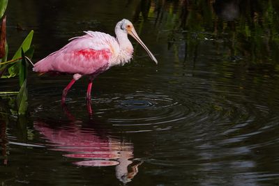 Roseate spoonbill