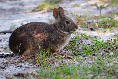 Marsh rabbit