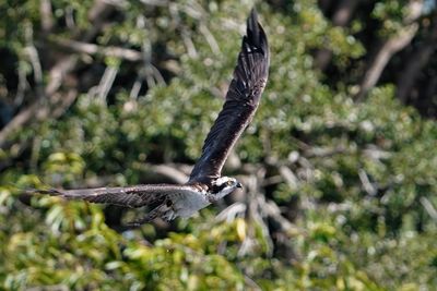 Osprey flying low