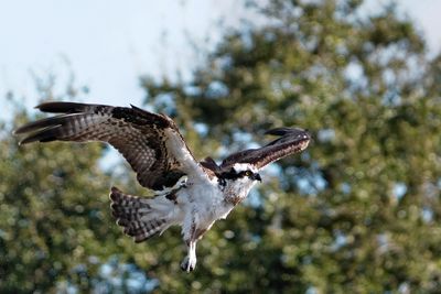 Osprey shaking off after a dive
