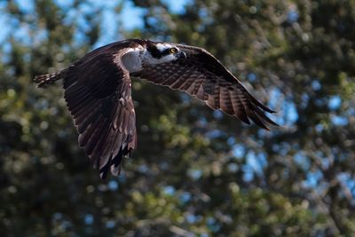Osprey close pass