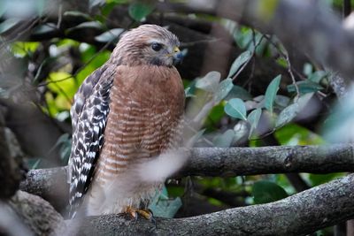 Red-shouldered hawk