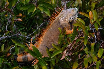 Green iguana