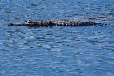 Alligator cruising