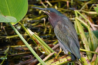 Green heron