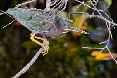 Green heron