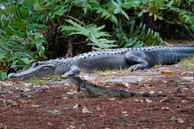 Alligator and iguana sunning together
