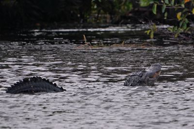 Alligator eating lunch