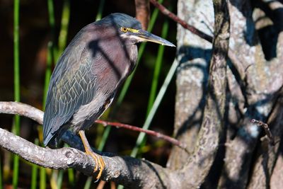 Green heron