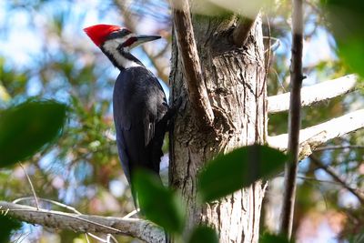 Pileated woodpecker