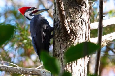 Pileated woodpecker