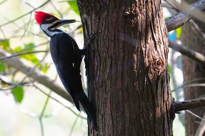 Pileated woodpecker