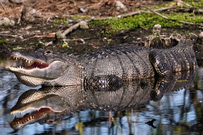 Gator sunning, and exhausting excess heat