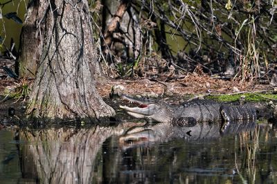 Gator on the cypress island shore