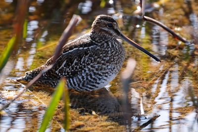Wilson's snipe