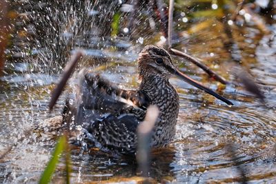 Wilson's snipe bathing
