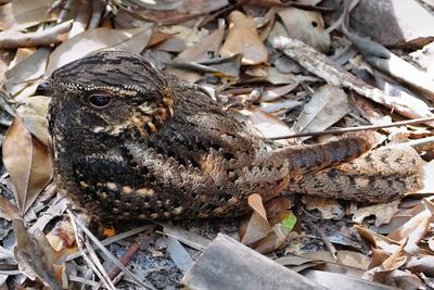 Chuck-will's-widow