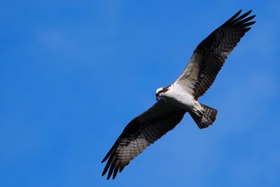 Osprey in flight