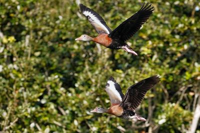Black-bellied whistling ducks in flight