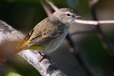 Palm warbler