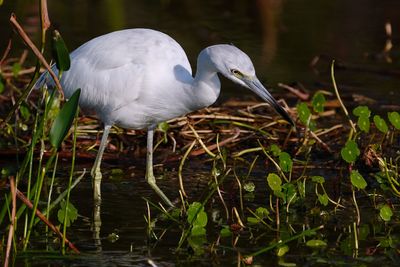 Juvenile little blue heron fishing