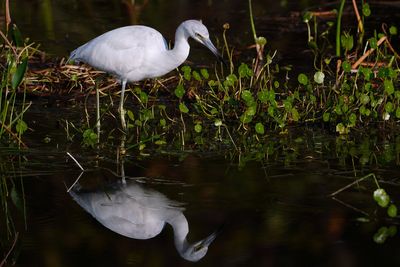 Juvenile little blue heron