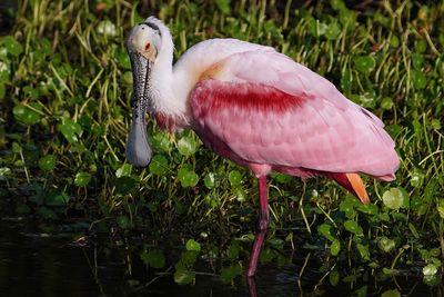 Roseate spoonbill