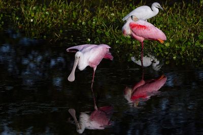 Roseate spoonbills