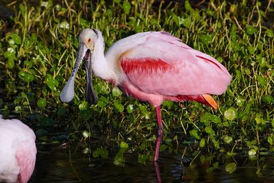 Roseate spoonbill