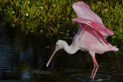 Roseate spoonbill