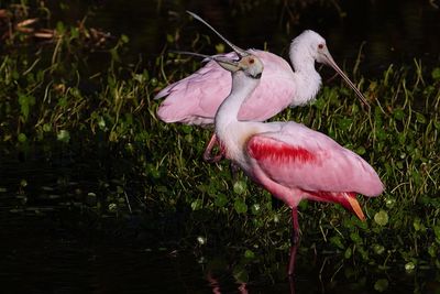 Roseate spoonbills