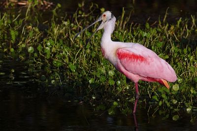 Roseate spoonbill