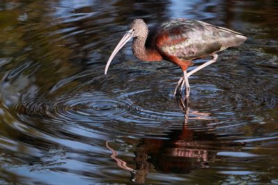 Glossy ibis