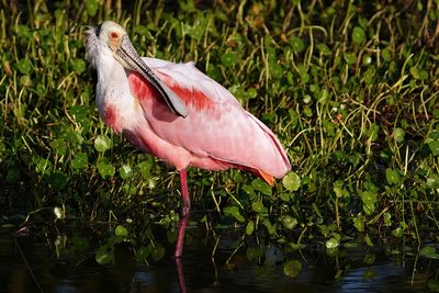 Roseate spoonbill